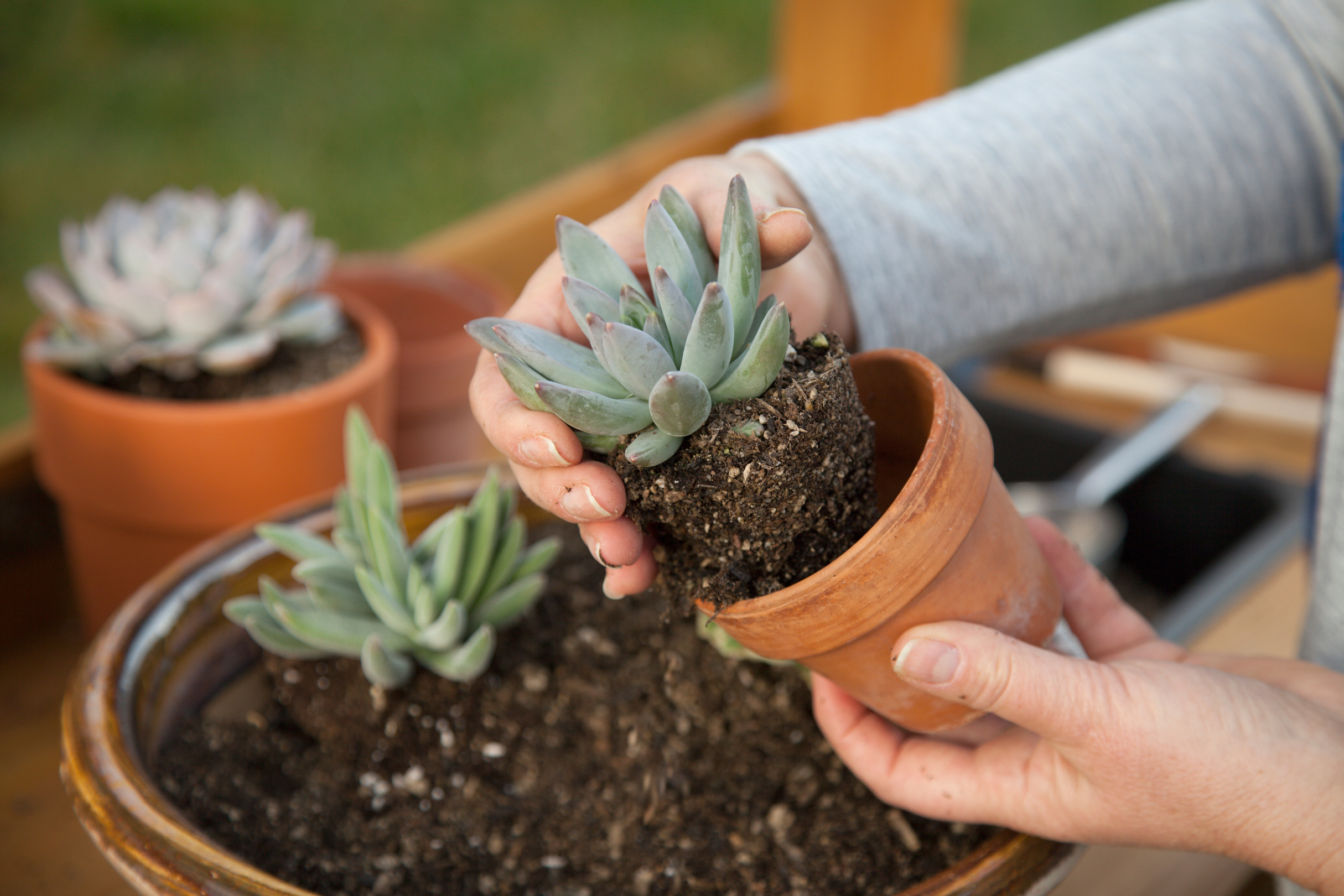 Native Australian Plants to Elevate Your Garden Design